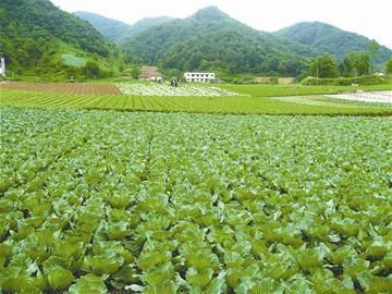 蔬菜种植值得信赖的产品价格齐全