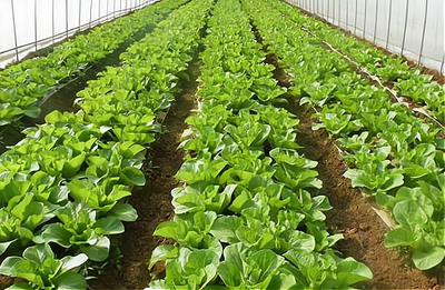 2023年种植蔬菜前景如何,以下信息要了解!