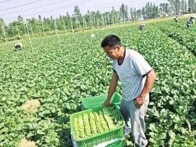 厉害了我的广东农业!越来越多的农业"广货"飞向世界餐桌