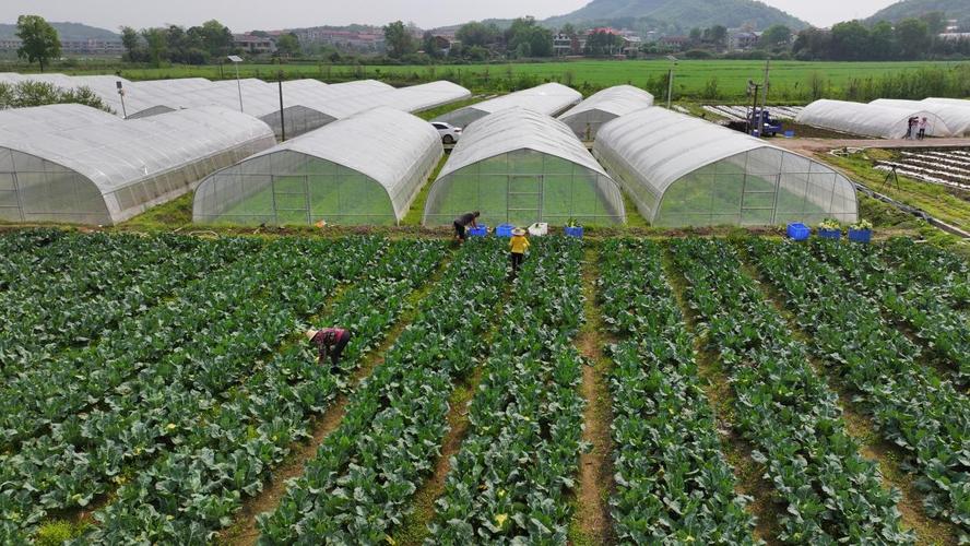 湖南衡山:本地蔬菜抢"鲜"上市 丰富市民菜篮子