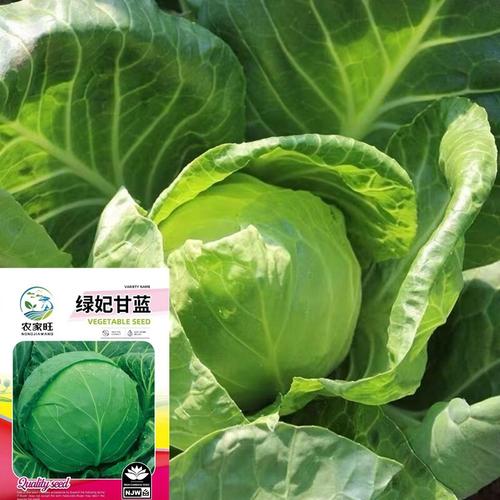 袋青苤兰种子紫苤蓝芥兰蓝球茎甘蓝种籽四季盆栽庭院种植蔬菜种子￥0