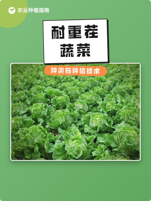 耐重茬蔬菜种类与种植技术要点